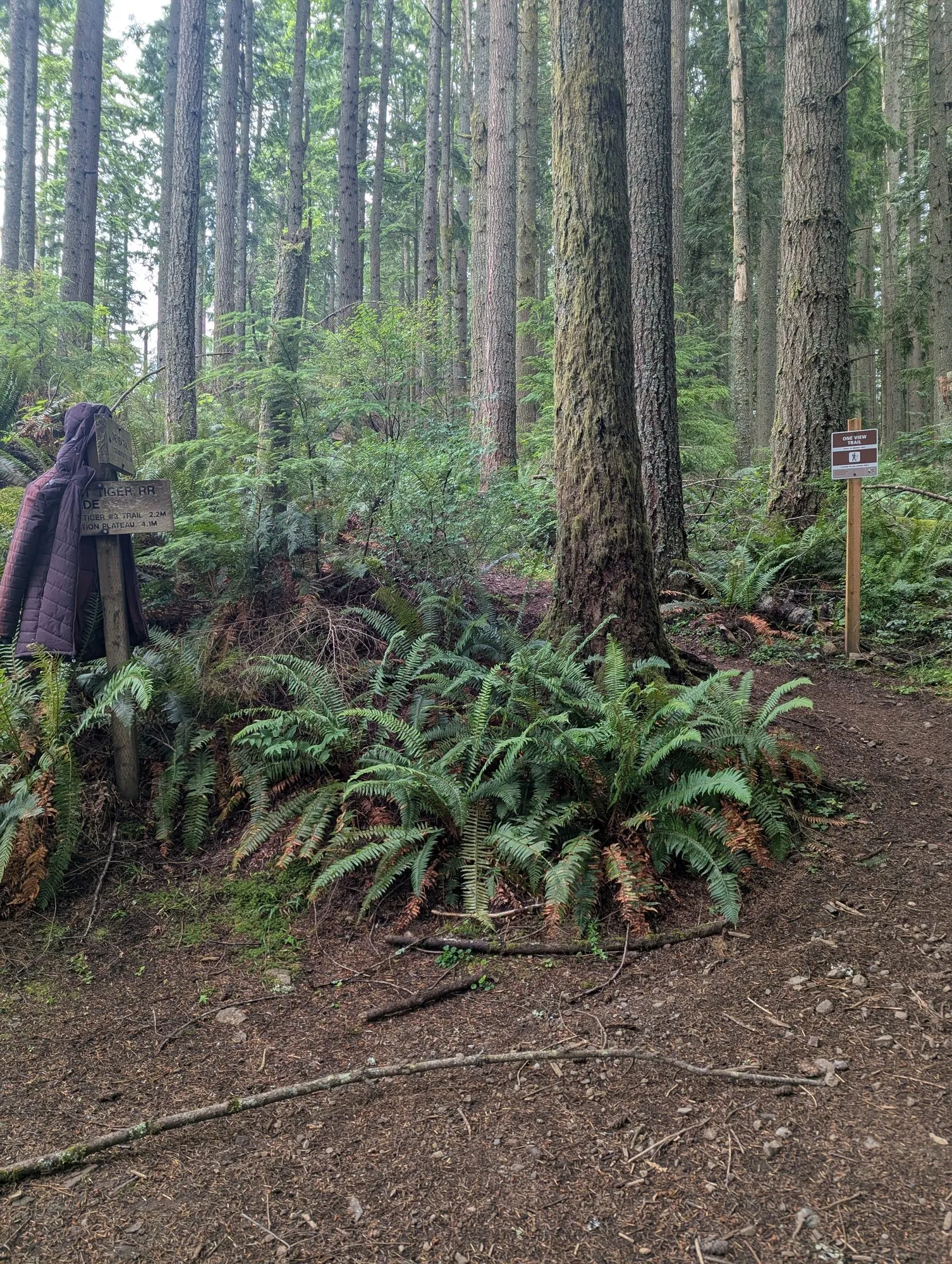 Trail junction with wooden signs for the West Tiger RR Grade, a maroon jacket hung on the signpost