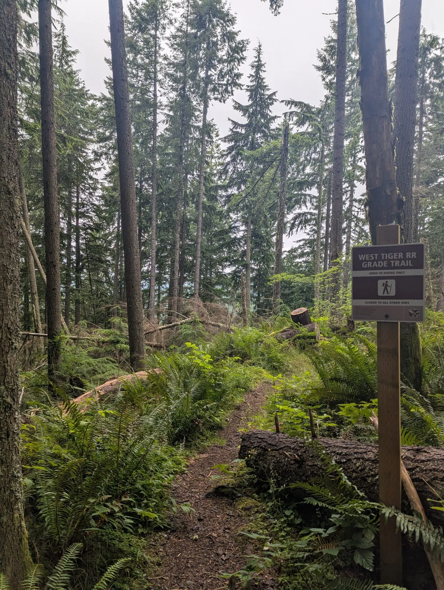 West Tiger RR Grade Trail sign, open to hiking only, beside a narrow path through firs