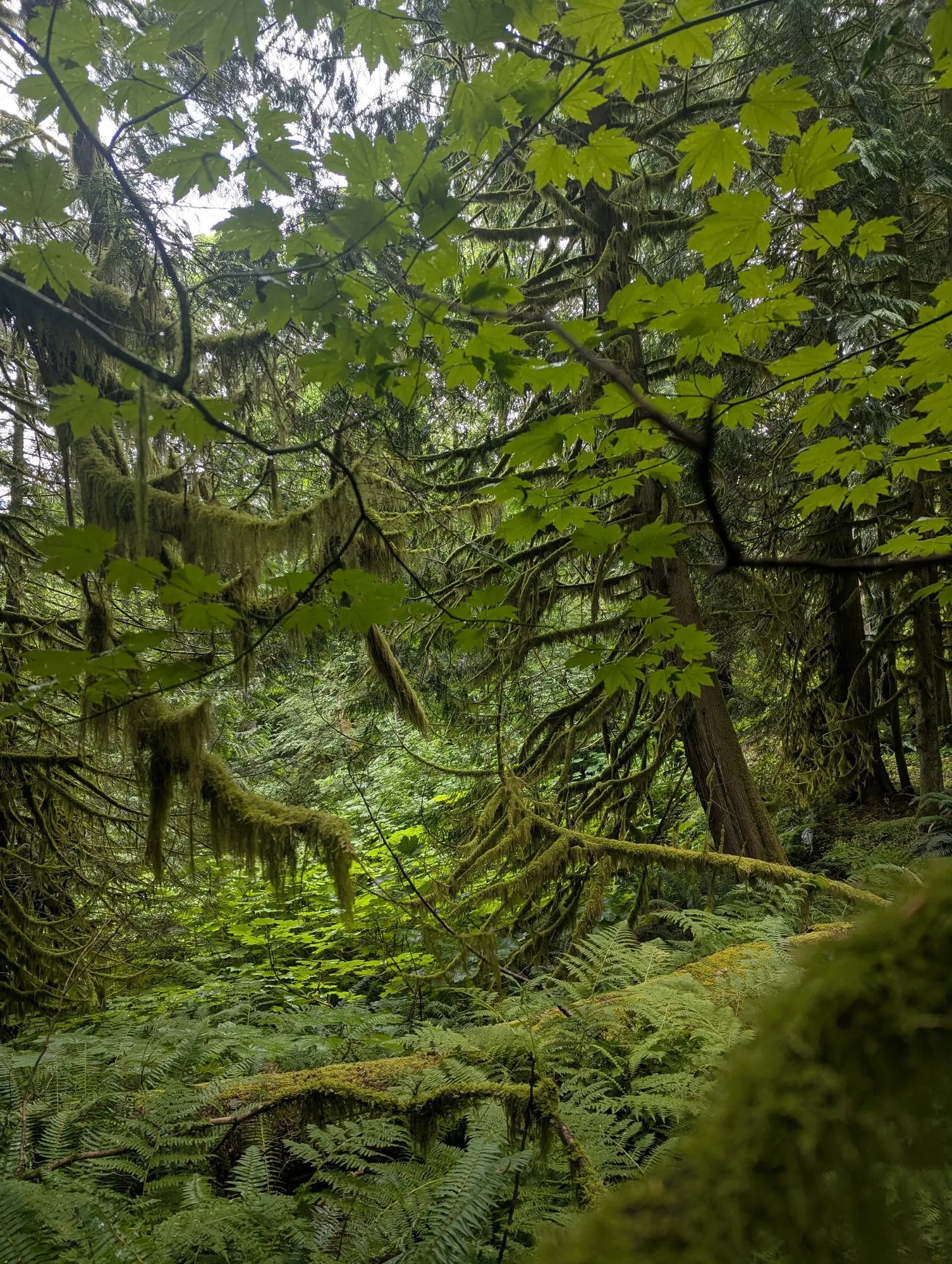 Vine maple leaves overhead with moss-hung conifer branches behind