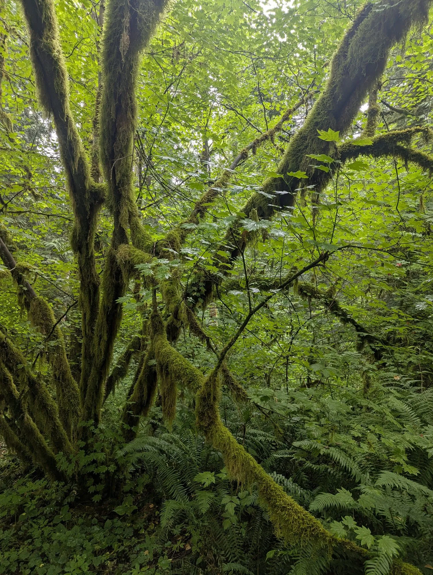 A multi-trunked bigleaf maple entirely wrapped in thick moss