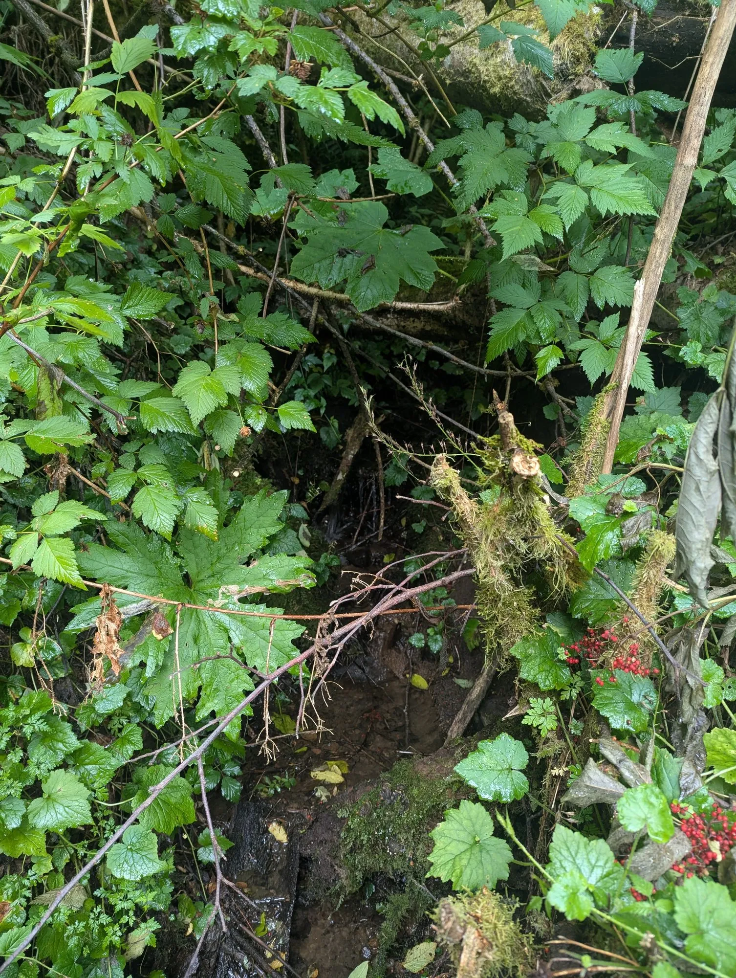 Dense understory around a mossy stump, scattered small red berries in the green