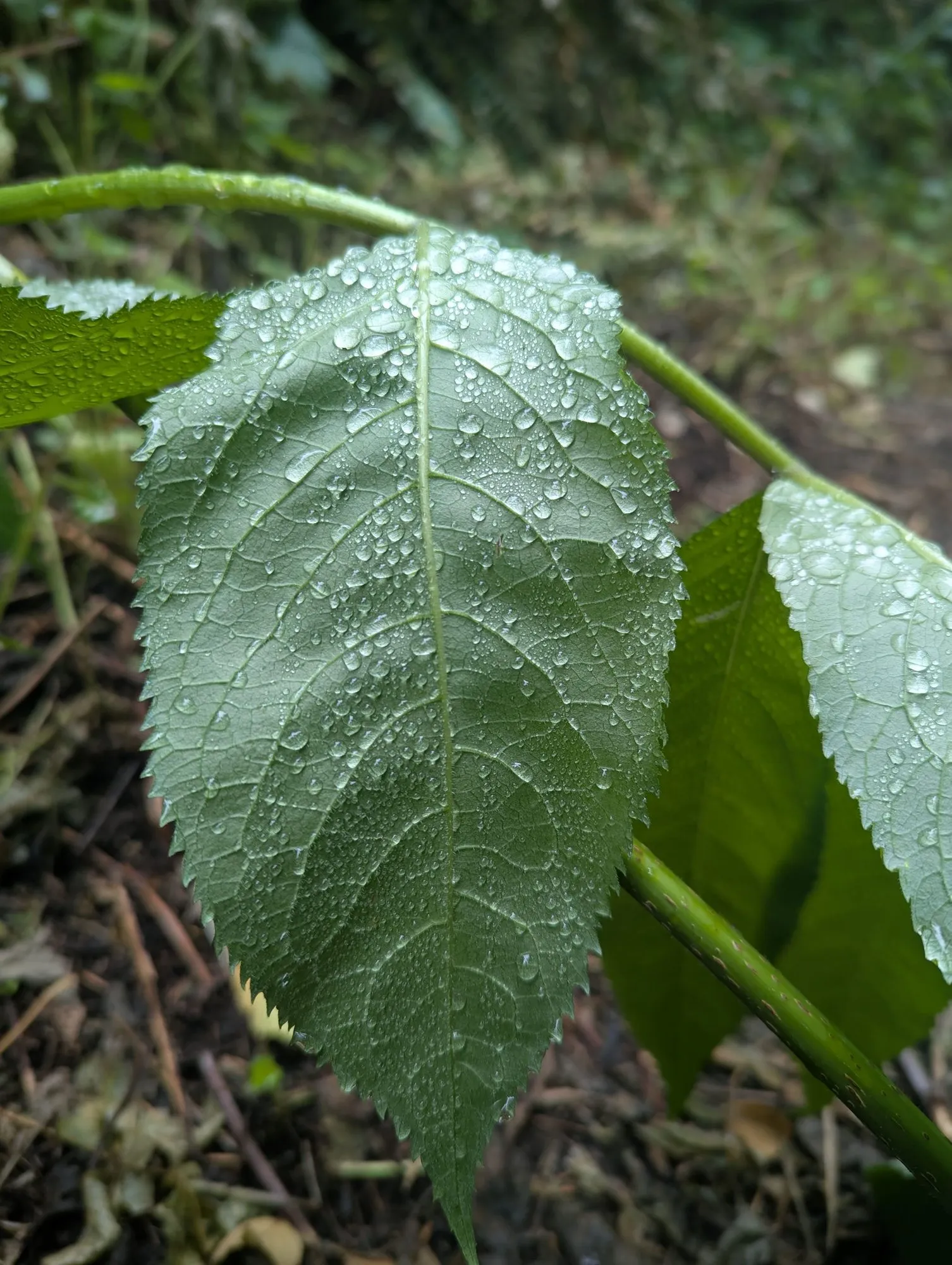 Raindrops beaded on a serrated green leaf