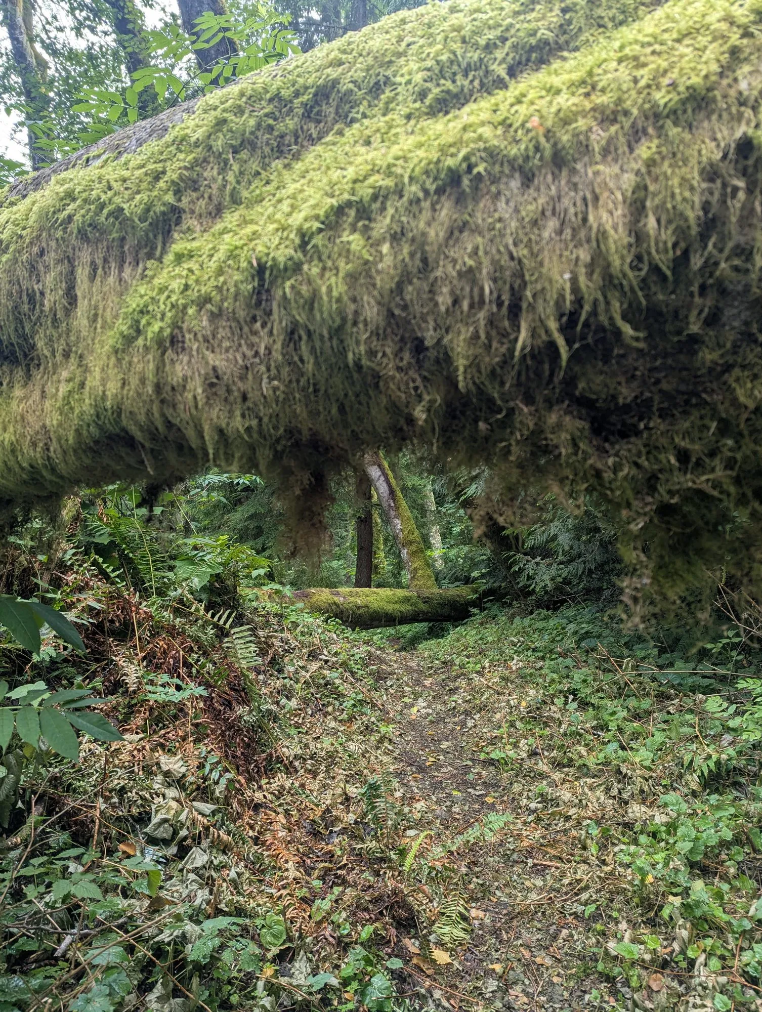 A fallen log shaggy with hanging moss arching over the trail