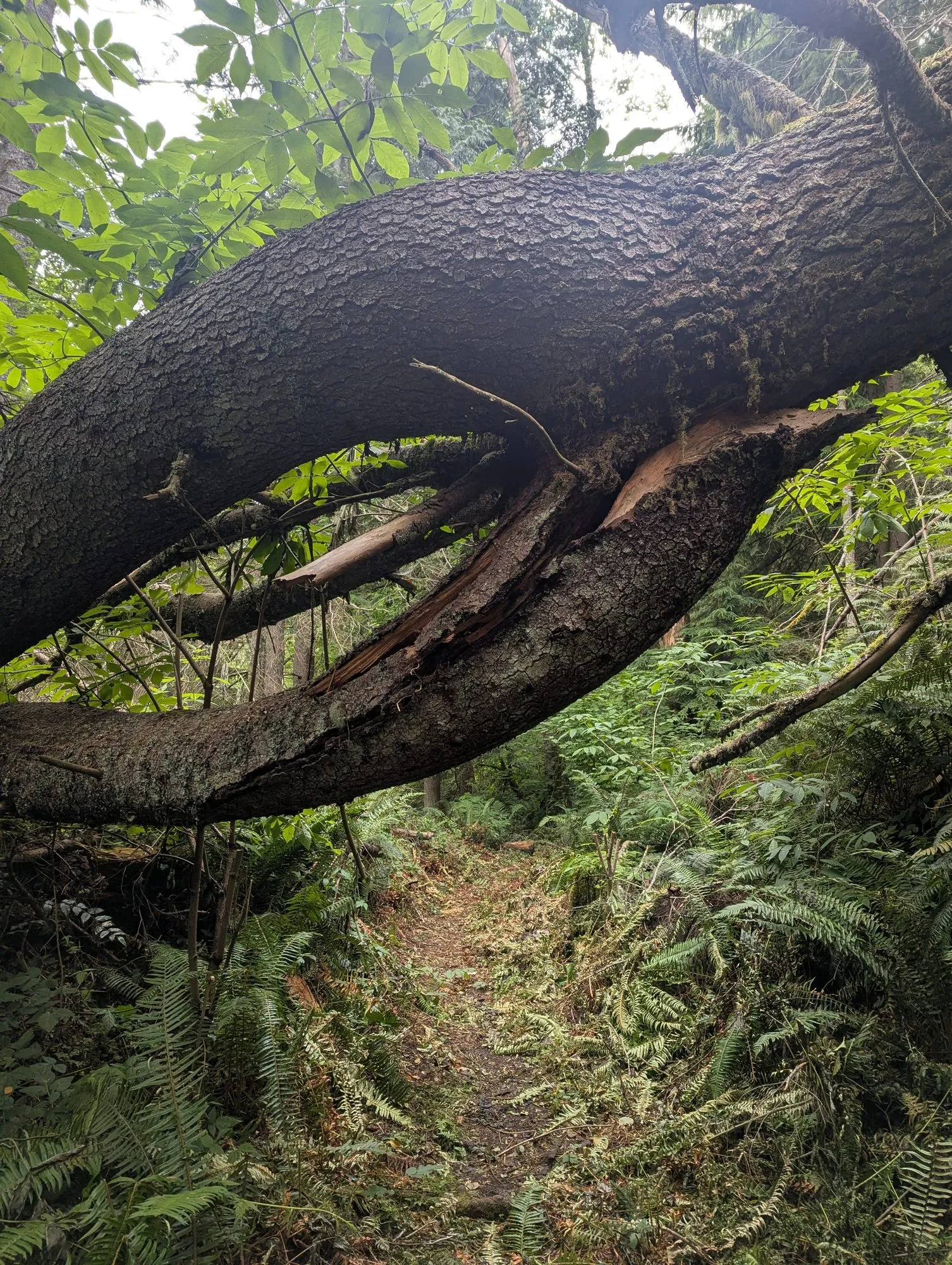 A large broken fir leaning across the trail, bark split open