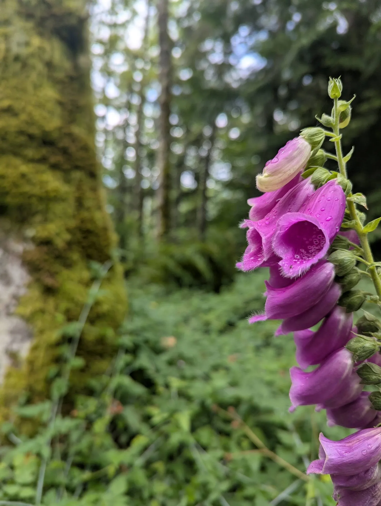 Purple foxglove blooms with rain droplets against a mossy snag