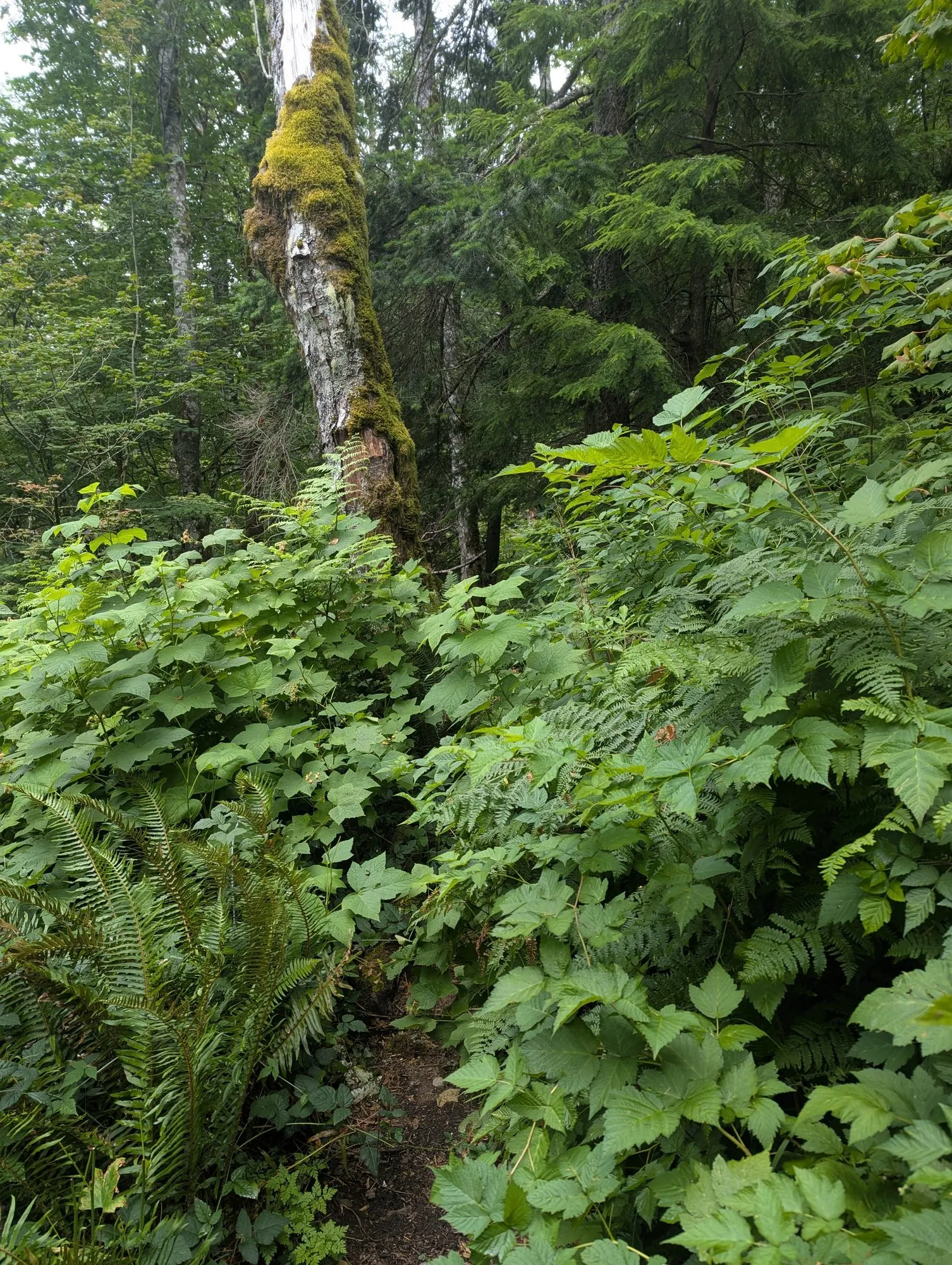 Sword ferns and thimbleberry crowding a narrow path below a mossy snag