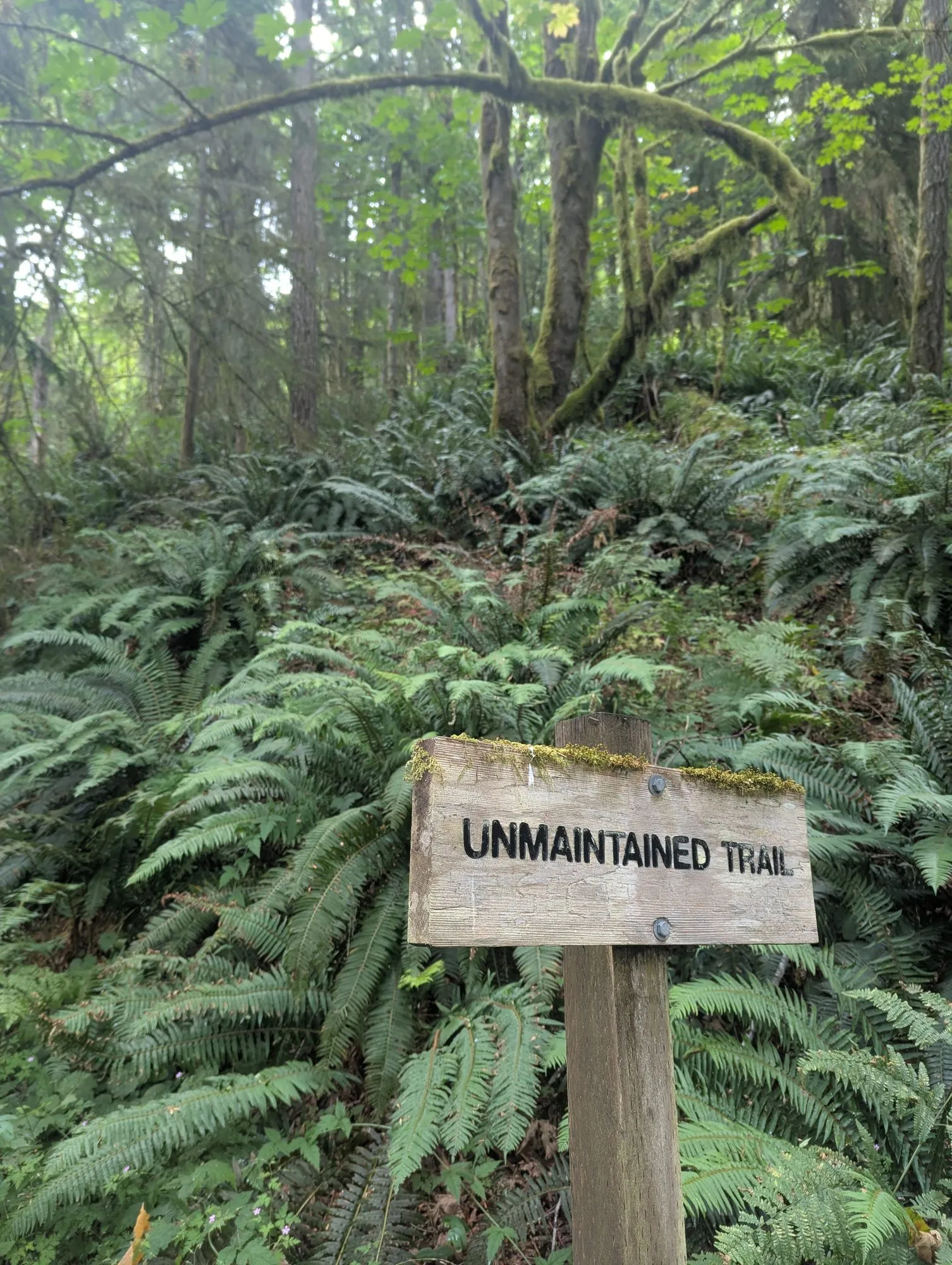 Weathered wooden sign reading Unmaintained Trail among sword ferns