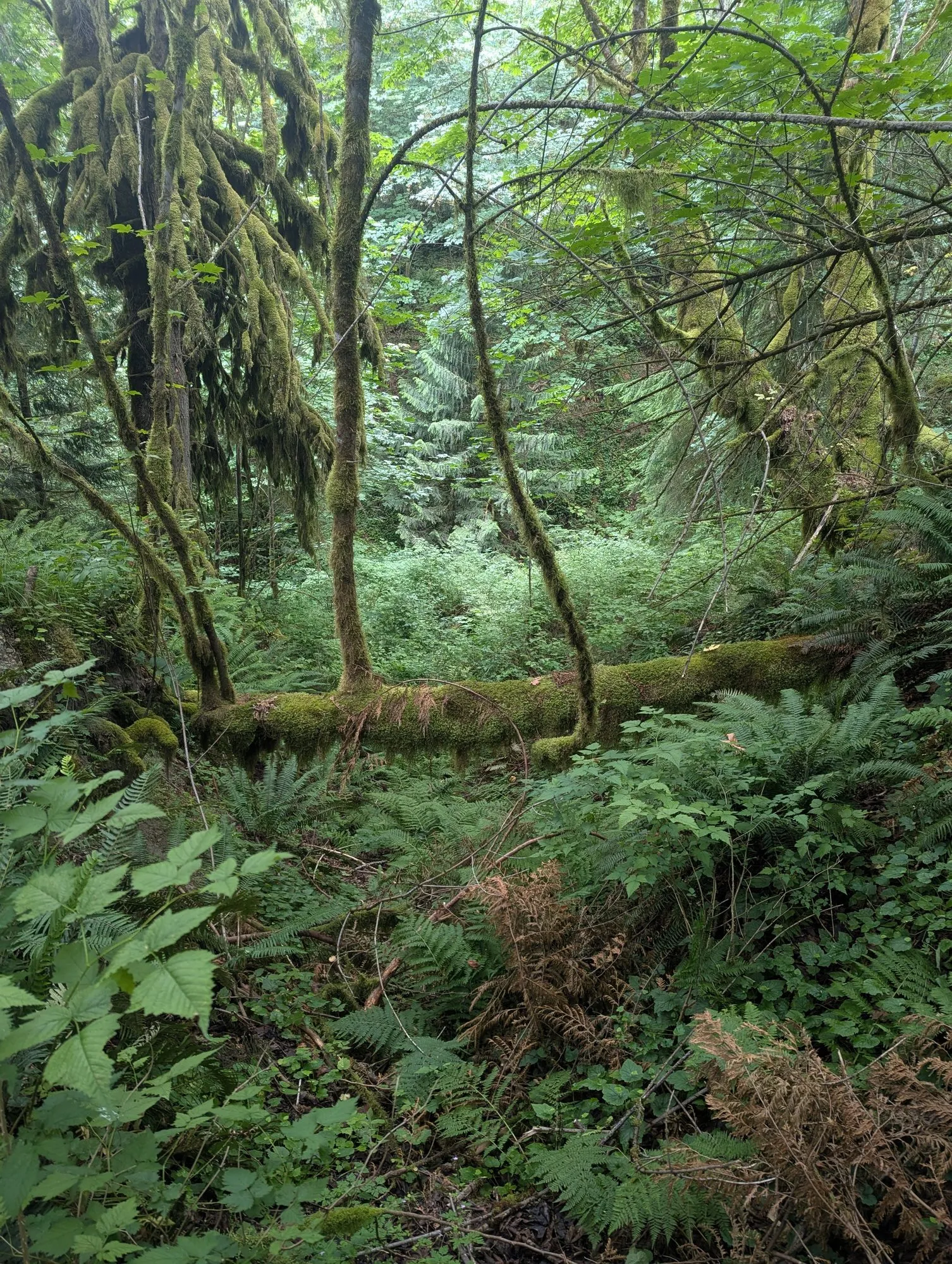 A moss-covered log lying across a clearing of sword ferns