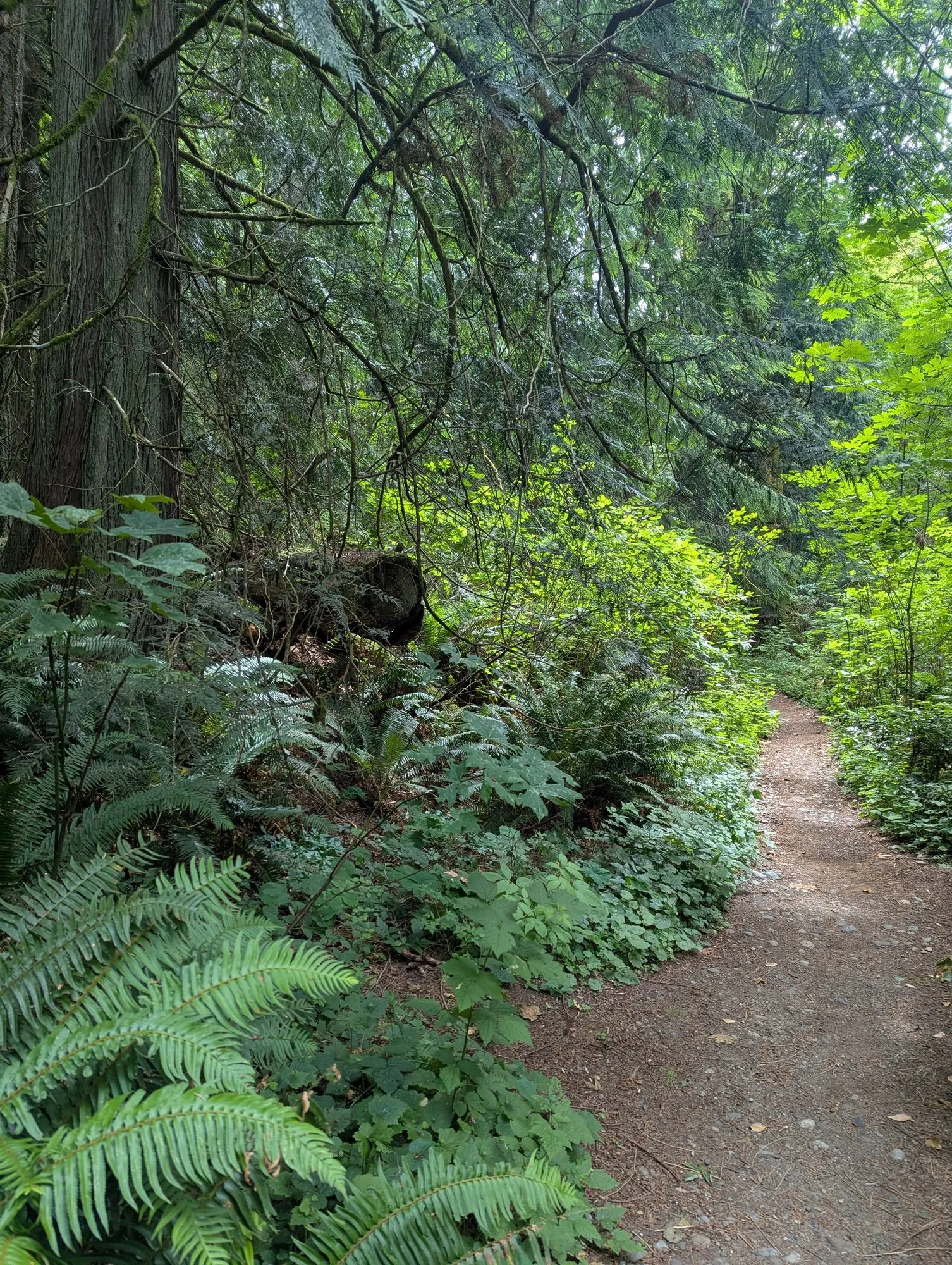 A gravel path forking through dense greenery beside sword ferns