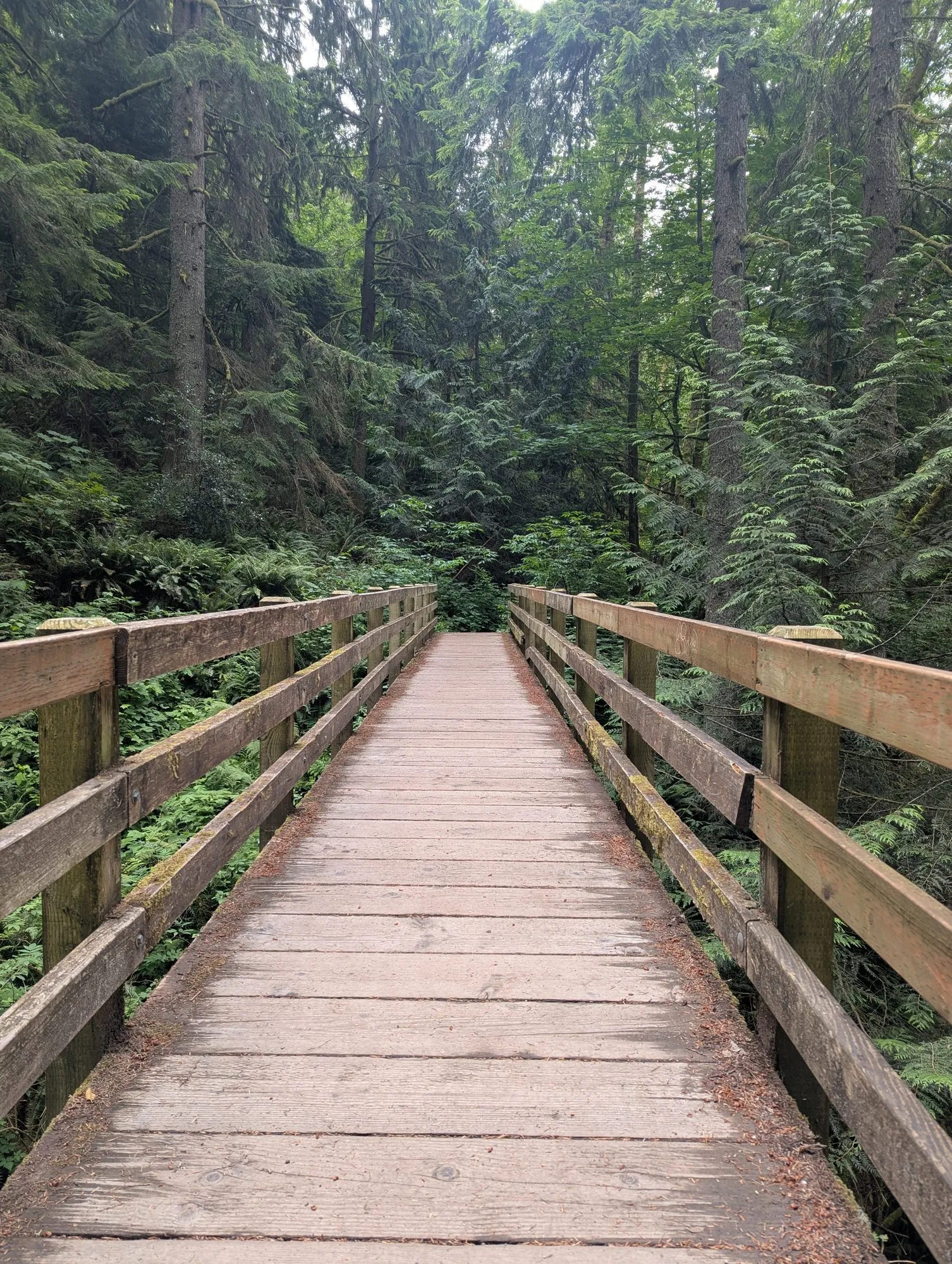 Wooden footbridge with rails leading into dense conifers
